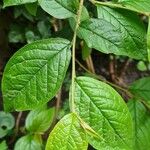 Cotoneaster bullatusLiść