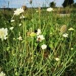 Scabiosa ochroleuca 形態