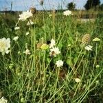 Scabiosa ochroleuca Celota