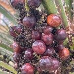 Trachycarpus fortunei Fruit