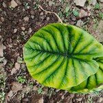 Alocasia clypeolata Flor
