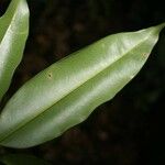 Qualea rosea Hoja