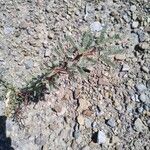 Neltuma alpataco Habitus