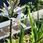 Camassia cusickii Flower