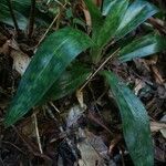 Paphiopedilum acmodontum Leaf