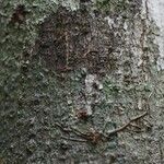 Vatairea erythrocarpa Кора