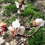 Prunus armeniaca പുഷ്പം
