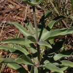 Lilium bolanderi Habit