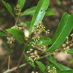 Nectandra turbacensis Flower