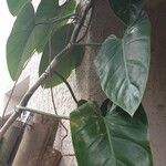 Philodendron hederaceum Leaf