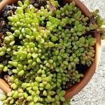 Crassula rogersii Hoja