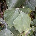 Neustanthus phaseoloides पत्ता