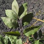 Fraxinus pennsylvanicaFuelha