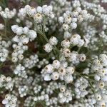 Pseudognaphalium californicum Flower