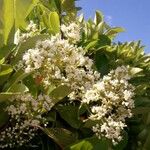Ligustrum japonicum 花