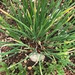 Allium ascalonicum Leaf