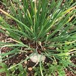 Allium ascalonicum List