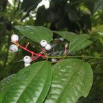 Miconia lateriflora Feuille