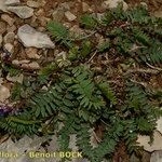 Oxytropis jacquinii Hábito
