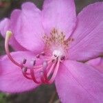 Rhododendron albrechtii 花