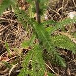 Achillea distans Hoja