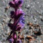 Trichostema lanatum Hábito