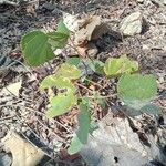 Bauhinia galpinii Blatt