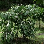 Coffea canephora 整株植物