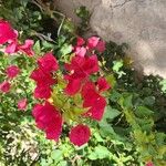 Bougainvillea glabraFloro