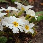 Primula vulgaris Květ