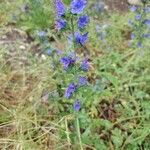 Echium vulgareÇiçek