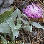 Centaurea jordaniana 形態