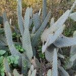 Opuntia engelmannii Leaf