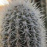 Cleistocactus variispinus Drugo