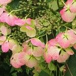 Hydrangea spp. Anders