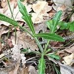 Biscutella lima Leaf