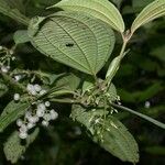 Miconia rubescens Drugo