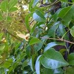 Pandorea pandorana പുഷ്പം