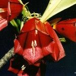Thiollierea macrophylla Flor