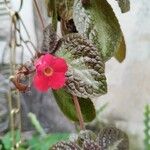 Episcia cupreata花