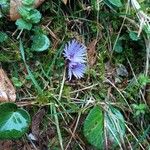 Soldanella alpina Floro