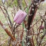 Fritillaria tubaeformis Õis