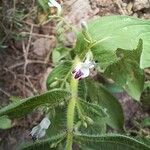 Andrographis paniculata 花