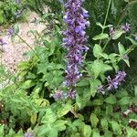 Nepeta grandiflora Flor