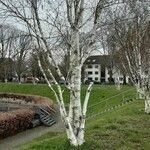 Betula utilis Natur