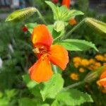 Mimulus cardinalis Flor