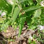 Penstemon pallidus Liść