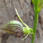 Cryptostylis erecta 花