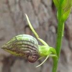 Cryptostylis erecta Flor