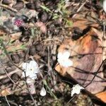 Omphalodes linifolia Flower